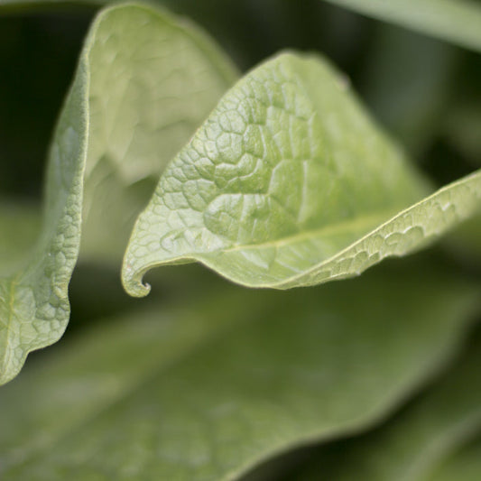Comfrey Hydrosol